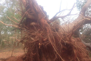 The cyclone's winds of up to 200km/h tore up many trees. Photo / via Twitter