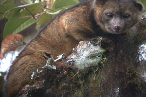 The olinguito is the first carnivorous mammal to be discovered in the Americas in 35 years.