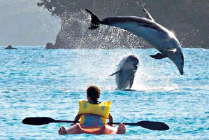PRIME POSITION: Eight-year-old Jorjah Snowden got up close with a pod of dolphins while staying on whanau land in the Bay of Islands on Monday. PHOTO/ANDREW SNOWDEN