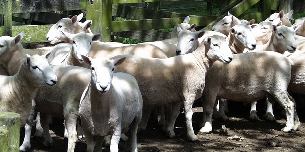 AT RISK: Dairy and beef cattle, and sheep, deer and goats are susceptible to facial eczema.