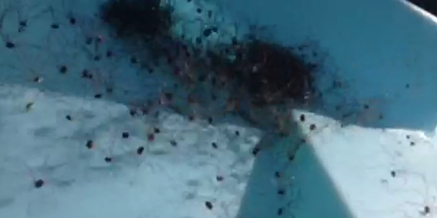 An image from the spider video that has gone viral.