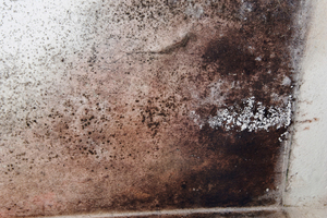 Thomas Hendriks admitted doctoring the mould from the photos. Photo / File / Thinkstock