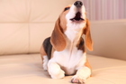 It is normal for dogs to express themselves through barking, but sometimes it becomes a problem.
Photo / Thinkstock It is normal for dogs to express themselves through barking, but sometimes it becomes a problem.
Photo / Thinkstock
