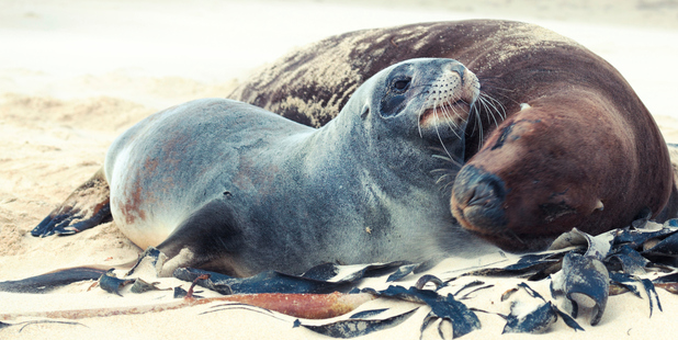 New Zealand sea lions are one of the world's rarest sea lions. Photo / Thinkstock