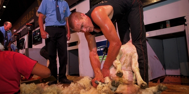 TOP MAN: Shearer Rowland Smith of Hawke's Bay, on his way to claiming the Golden Shears Open title.PHOTO/PETER NIKOLAISON