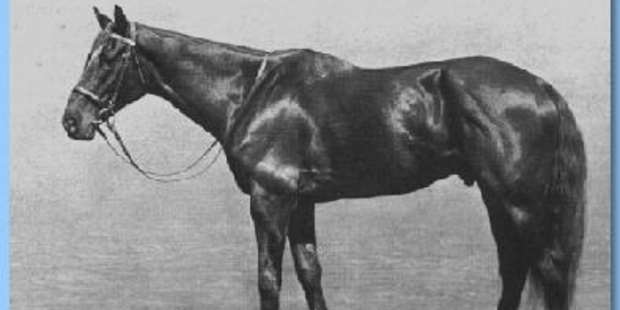 Takapau-bred Moifaa has been inducted into the New Zealand Racing Hall of Fame.
