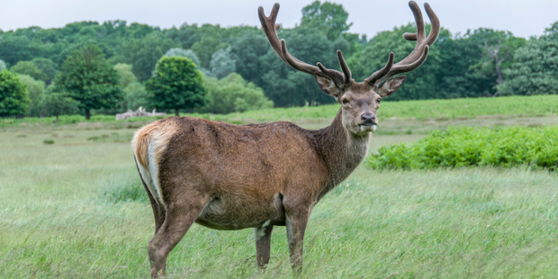 The annual stag "roar" can be dangerous. Photo/Thinkstock