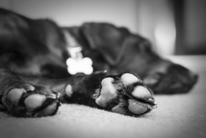 The SPCA said it was pleased to see sentencing that reflects the seriousness of the offending and that Bear is recovering slowly. Photo / Thinkstock