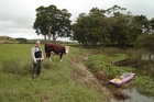 Millan Ruka with one of the beef cattle that have access to the unfenced Mangere River. Millan Ruka with one of the beef cattle that have access to the unfenced Mangere River.