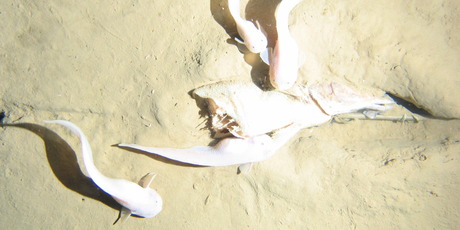 A camera mounted on a lander at the bottom of the Kermadec Trench took this photo at 7500m down. It is the second deepest observation of a live fish. Photo / University of Aberdeen