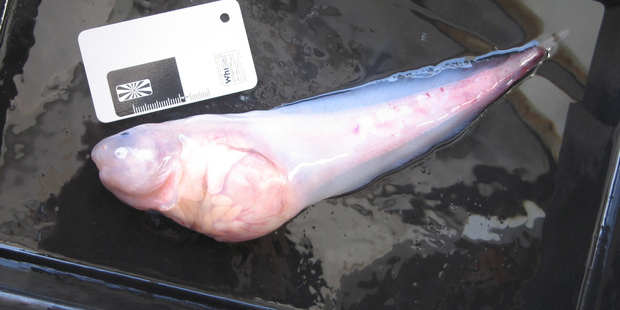 This hadal snail fish was caught in a trap at a depth of 7000m in the Kermadec Trench. It is the first time this species has been caught in more than 60 years. Photo / University of Aberdeen