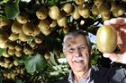 New Zealand Kiwifruit Growers president Neil Trebilco and the Gold 3 variety that holds so much promise. Photo/George Novak New Zealand Kiwifruit Growers president Neil Trebilco and the Gold 3 variety that holds so much promise. Photo/George Novak