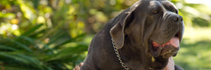 070314sp8 Emilie Castellanos-Wright owns a neapolitan mastiff. 07 March 2014 Daily Post photograph by Stephen Parker