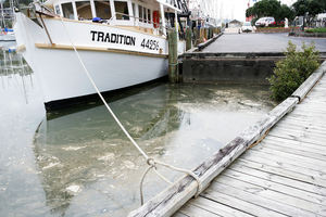 This scum on the surface of the Hatea River is a naturally occurring by-product. Photo / Ron Burgin