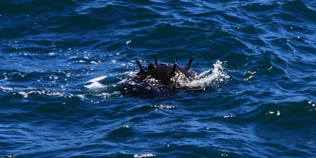 Allan McDougall spotted this training mine from World War II as he was sailing east of Tiritiri Matangi Island. "I thought I was seeing things."