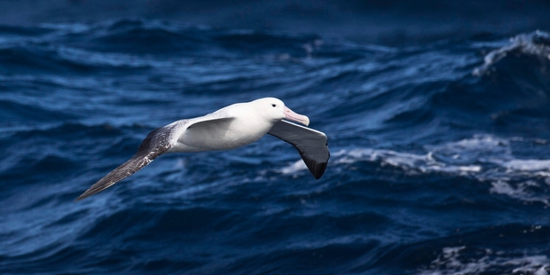 The new subantarctic island marine reserves help protect Southern Ocean birds like the royal albatross, one of 216 species on the islands. Picture / Greg Bowker