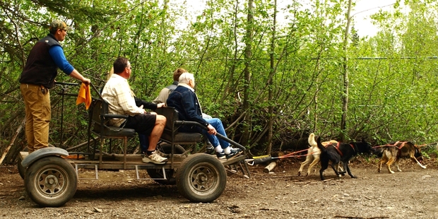 A summery tourist version of Alaska's famed dog sleds. Photo / Pamela Wade