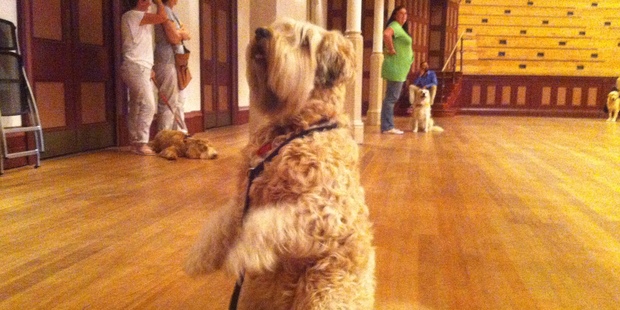 Any good actor knows sometimes you'll have to beg for a role. Photo / APNZ
