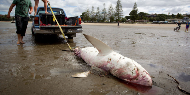 A shark that washed up on the beach at Browns Bay. Photo / Sarah Ivey