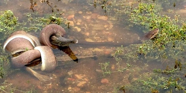 A snake eating a crocodile at Queensland's Lake Moondarra, near the mining town of Mount Isa. Photo / Travis Corlis of TNT CORLIS/AFP