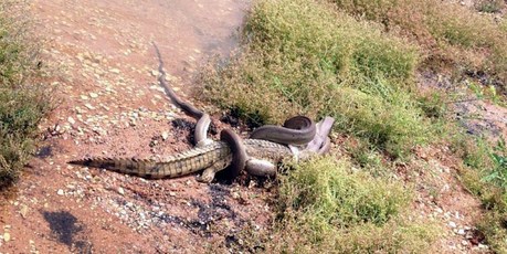 A snake eating a crocodile at Queensland's Lake Moondarra, near the mining town of Mount Isa. Photo / Travis Corlis of TNT CORLIS/AFP