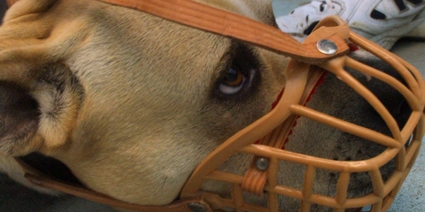 ALL FOUND GUILTY: All the dogs involved in a fight that left one requiring hospital treatment will be muzzled, because the dogs were uncontrolled at the time.