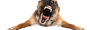 Why dogs attack + what to do