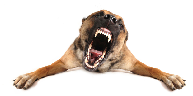 All dogs have the potential to attack, but they can be trained to avoid it.
Photo / Thinkstock