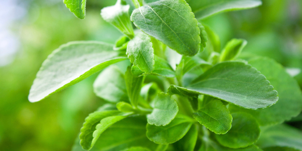 Stevia has no calories, no carbohydrates, and does not raise blood sugar levels.
Photo / Thinkstock