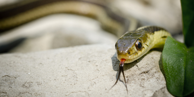 Rod Sommerville, 54, reached for a beer after being bitten by an eastern brown snake. Photo / Thinkstock