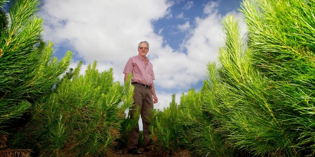 Tree breeder Mike Carson hopes research will encourage more demand from large forestry companies. Photo / Christine Cornege