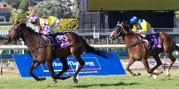 Rock Diva (left) is a chance in the Wellfield NZ Oaks at Trentham today. Photo / Richard Robinson