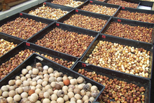 Dilo nuts drying on the beach. Photo / Supplied.