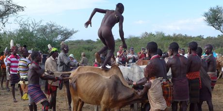 The prospective groom takes his chances running across the backs of bulls to prove his manliness. Photo / Jim Eagles