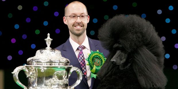 Two-year-old standard poodle Ricky with his handler Jason Lynn after winning Best In Show at the Crufts dog show in Birmingham.
Photo /AP