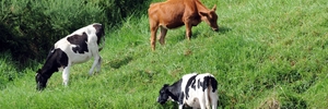 BLAMED: Seventy per cent of people surveyed believed water quality issues rests with dairy farmers. PHOTO/FILE