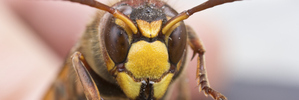A spokesman said the stings were more likely to be from wasps than from bees. Photo / Thinkstock