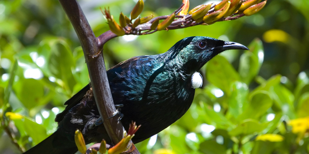 Planting the right trees can attract native birds like the Tui. Photo / Thinkstock