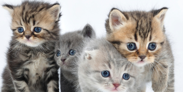 Almost half of all NZ households host at least one cat.
Photo / Thinkstock