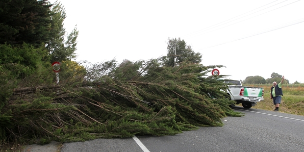 Traffic on SH2 just south of Clive cautiously moved around a fallen tree, which was quickly cleared on Saturday afternoon. Photo/Duncan Brown
