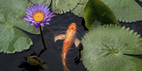Garden ponds are great for fish. Photo / Thinkstock