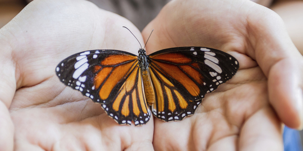 The largest butterfly flight aviary and exhibit in Australia - an all-weather experience in the heart of Kuranda is the perfect place to visit when in Queensland. Photo / Thinkstock