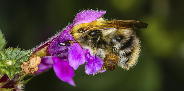 Hundreds of beehives are stolen each year around New Zealand. Photo / Thinkstock
