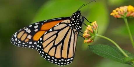 A Monarch butterfly. Photo / Thinkstock
