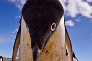 Adelie penguins are living on the right side of the Antarctic. Picture / Rob McPhail