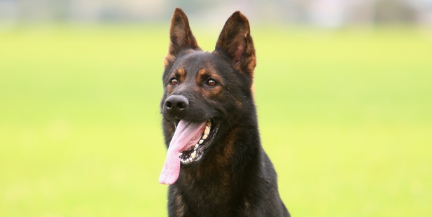 Police dog Brutus demonstrated his tracking, searching and attack skills during the regional police dog trials. Photo/Michael Cunningham