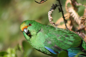 The orange-fronted parakeet.