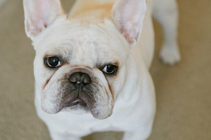 Annie Ford Danielson's pup OscarMan. Photo / Meg Messina.