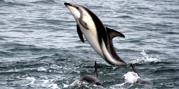 The measures would benefit Kaikoura's whales, dolphins, seals, albatross, rock lobster, shellfish and finfish. Photo / Derek Chen