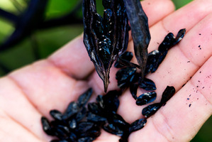 Harakeke seeds. Picture / Babiche Martens
